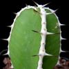Vai alla scheda di Euphorbia strangulata
