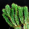 Vai alla scheda di Euphorbia submammillaris f. pfersdorfii