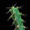 Vai alla scheda di Euphorbia subsalsa