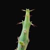 Vai alla scheda di Euphorbia subscandens