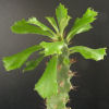 Vai alla scheda di Euphorbia sudanica