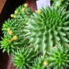 Vai alla scheda di Euphorbia susannae