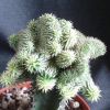 Vai alla scheda di Euphorbia susannae cv. cristata