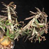Vai alla scheda di Euphorbia suzannae-marnierae
