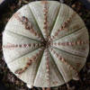 Vai alla scheda di Euphorbia symmetrica