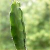 Vai alla scheda di Euphorbia taruensis