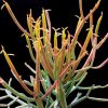 Vai alla scheda di Euphorbia tirucalli cv. stick on fire