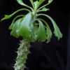 Vai alla scheda di Euphorbia trapifolia