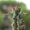 Vai alla scheda di Euphorbia triaculeata