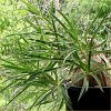 Vai alla scheda di Euphorbia trichadenia
