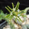 Vai alla scheda di Euphorbia tridentata