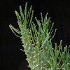 Vai alla scheda di Euphorbia tuberculata