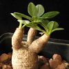 Vai alla scheda di Euphorbia tuberosa