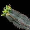 Vai alla scheda di Euphorbia tubiglans