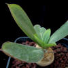 Vai alla scheda di Euphorbia venefica