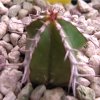 Vai alla scheda di Euphorbia venenata