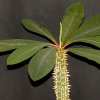 Vai alla scheda di Euphorbia viguieri v. ankarafantsiensis