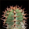 Vai alla scheda di Euphorbia virosa