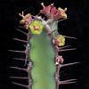 Vai alla scheda di Euphorbia vulcanorum