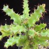 Vai alla scheda di Euphorbia wakefieldii