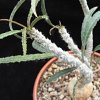 Vai alla scheda di Euphorbia waringiae