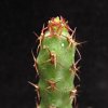 Vai alla scheda di Euphorbia whellanii