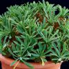 Vai alla scheda di Euphorbia x japonica