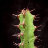 Vai alla scheda di Euphorbia zoutpansbergensis