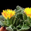 Vai alla scheda di Faucaria tigrina