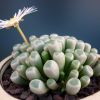 Vai alla scheda di Fenestraria rhopalophylla