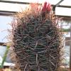 Vai alla scheda di Ferocactus acanthodes