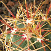 Vai alla scheda di Ferocactus acanthodes v. eastwoodiae