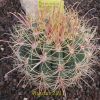 Vai alla scheda di Ferocactus acanthodes v. hertrichii