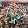 Vai alla scheda di Ferocactus acanthodes v. lecontei