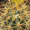 Vai alla scheda di Ferocactus acanthodes v. rostii