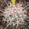 Vai alla scheda di Ferocactus acanthodes v. tortulispinus