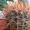 Vai alla scheda di Ferocactus acanthodes x chrysacanthus