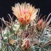 Vai alla scheda di Ferocactus aff. peninsulae