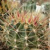 Vai alla scheda di Ferocactus alamosanus