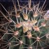 Vai alla scheda di Ferocactus alamosanus ssp. reppenhagenii