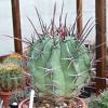 Vai alla scheda di Ferocactus californicus