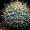 Vai alla scheda di Ferocactus chrysacanthus