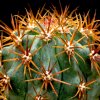 Vai alla scheda di Ferocactus chrysacanthus ssp. grandiflorus