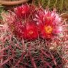 Vai alla scheda di Ferocactus coloratus