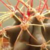 Vai alla scheda di Ferocactus covillei