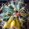 Vai alla scheda di Ferocactus covillei f. variegatus