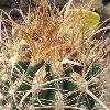 Vai alla scheda di Ferocactus cv. bigstar