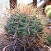 Vai alla scheda di Ferocactus cylindraceus