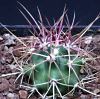 Vai alla scheda di Ferocactus cylindraceus ssp. eastwoodiae