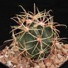 Vai alla scheda di Ferocactus cylindraceus ssp. lecontei